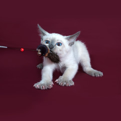 Fototapeta na wymiar Thai white kitten playing on burgundy