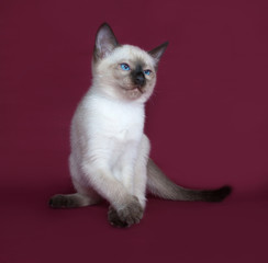 Thai white kitten sitting on burgundy
