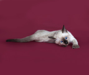 Thai white kitten lies on burgundy