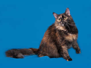 Obraz premium Tortoiseshell cat sitting on blue