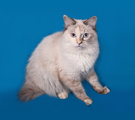 Obraz na płótnie Canvas Siberian cat seal point sitting on blue
