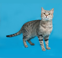 Gray striped cat standing on blue