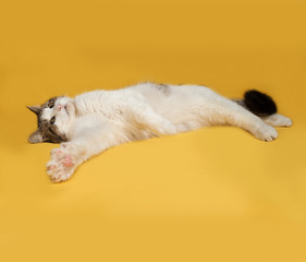 White and striped fluffy cat lies on yellow