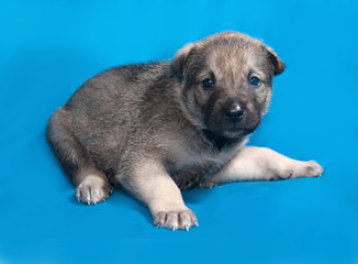 Obraz premium Little gray puppy lying on blue