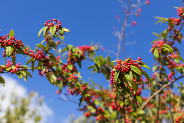 Pflanzen auf dem Feldweg