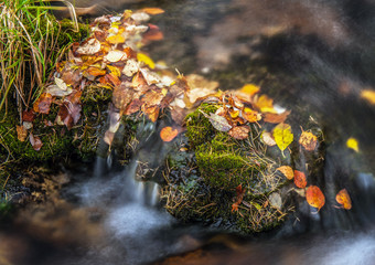 Autumn time / yellowed leaves lie in the forest creek
