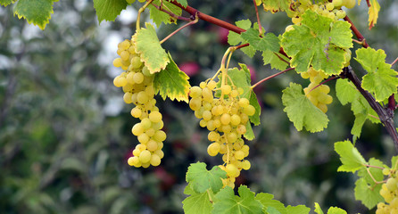 grapes ripen on the tree