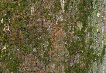 Texture of old tree bark with green moss