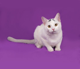 White cat with gray spots lies on lilac