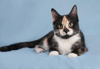 Tricolor kitten with toys lying on blue