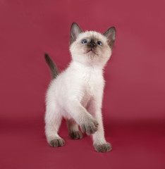 Thai white kitten standing on red
