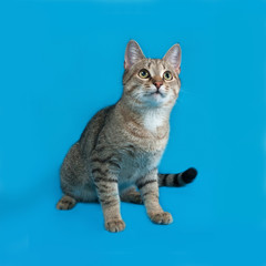 Grey tabby cat sitting on blue