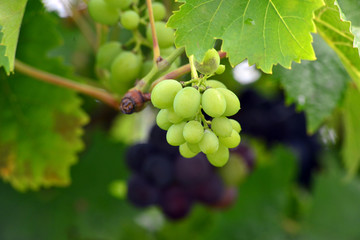 grapes ripen on the tree