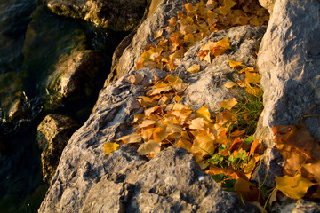 Feuilles d'automne