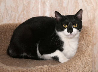 Black and white cat lies on scratching posts