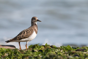 Ruddy turnstone