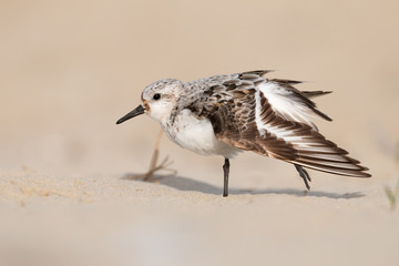 Sanderling
