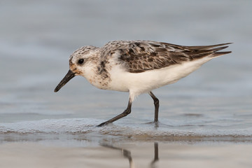 Sanderling