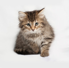 Fluffy tabby siberian kitten standing on gray