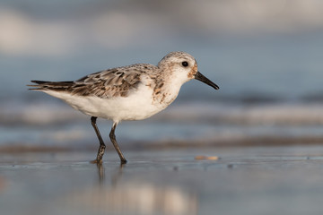 Sanderling
