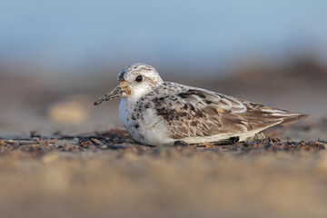 Sanderling