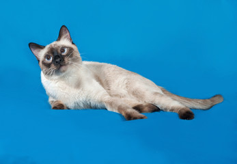 Thai white cat lies on blue