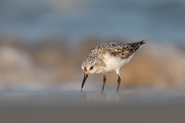 Sanderling