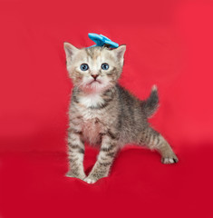 Striped kitten standing on red