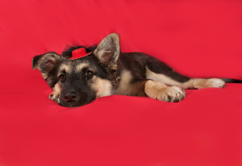 Black and yellow puppy in red hat lying on red