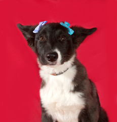 Black and white dog with blue ribbons on red