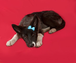 Black and white dog with blue ribbons lying on red