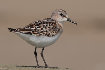 The little stint