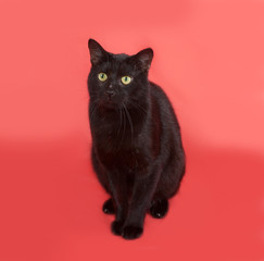 Black cat sitting on orange