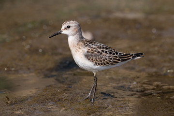The little stint
