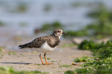 Ruddy turnstone