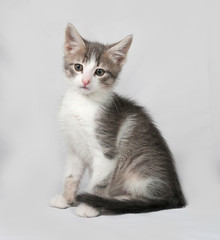 Small white and tabby kitten sitting on gray