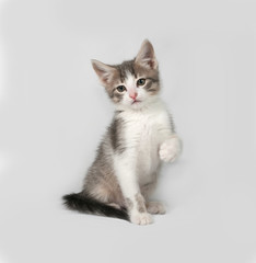 Obraz premium Small white and tabby kitten sitting on gray