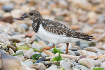 Ruddy turnstone