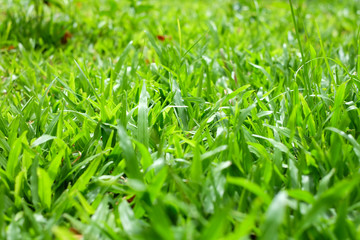 Fresh Green Lawn