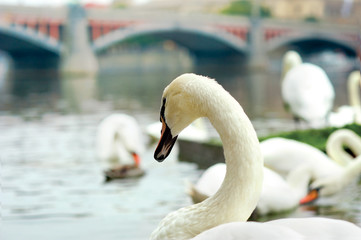 Obraz premium white swan on the river Vltava