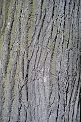 Texture of old tree bark with green moss