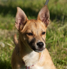 Red dog stands on background of grass