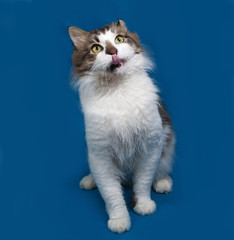 White and fluffy tabby cat sitting on blue