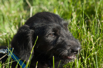 Bearded black dog lying on green  background