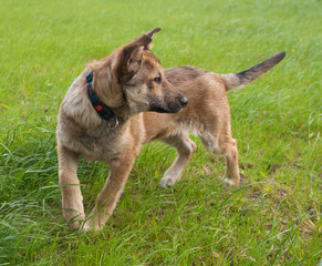 Red puppy standing on green grass