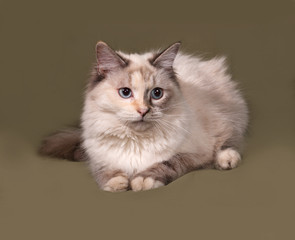 Siberian cat seal point lies on green