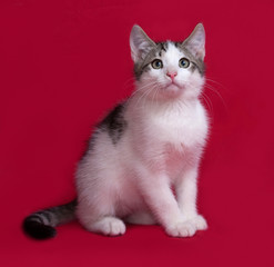 Striped and white kitten sitting on red
