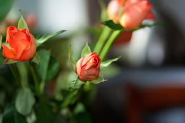 Orange rose on background room
