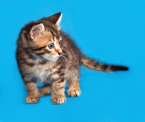 Fototapeta na wymiar Little tabby kitten standing on blue