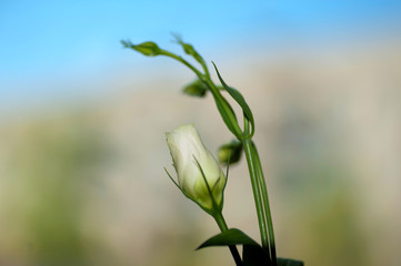 White roses on window against sky